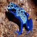 Azureus Dart Frog:Jungle Bob's Reptile World