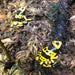 Baby Bumble Bee Dart Frog (Dendrobates leucomelas):Jungle Bob's Reptile World