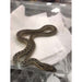 Baby Double Het. Gopher Snakes:Jungle Bob's Reptile World