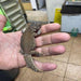 Baby Moroccan Uromastyx (CB):Jungle Bob's Reptile World