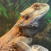 Bearded Dragon (Normal Adult Male) (Pogona vitticeps):Jungle Bob's Reptile World