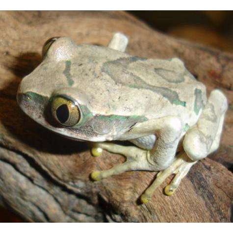 Big Eye Tree Frog (Leptopelis vermiculatus):Jungle Bob's Reptile World