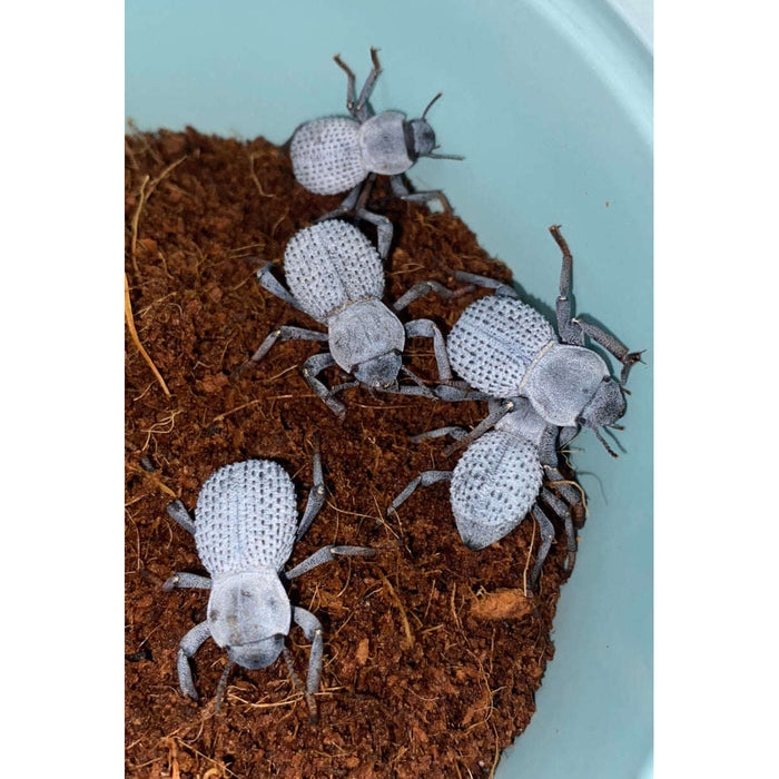 Blue Death Feining Beetle (Asbolus verrucosus):Jungle Bob's Reptile World