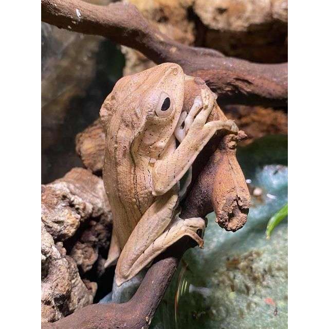 Borneo Eared Frog (Polypedates otilophus):Jungle Bob's Reptile World