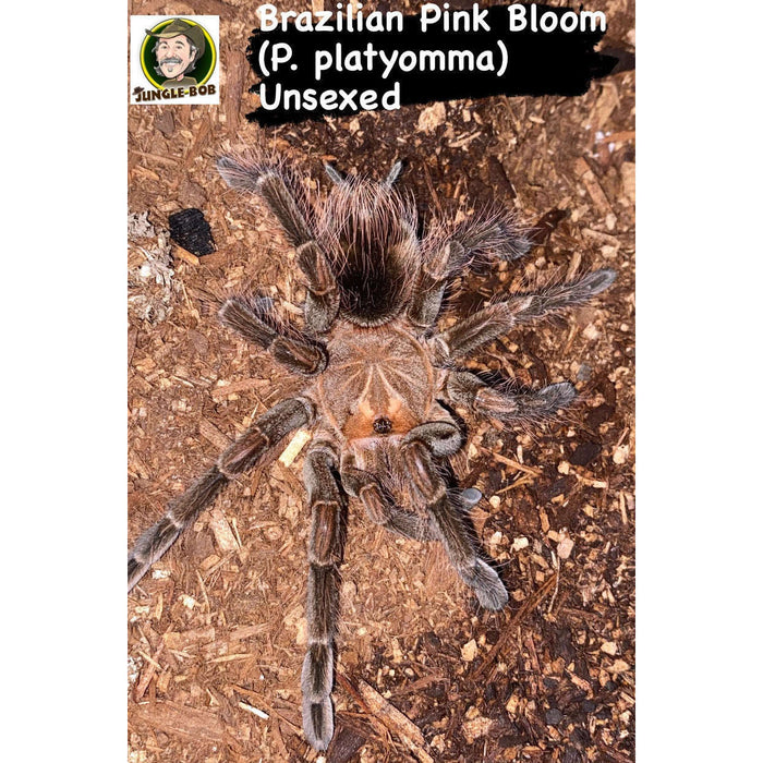 Brazilian Pink Bloom (Pamphobeteus platyomma):Jungle Bob's Reptile World