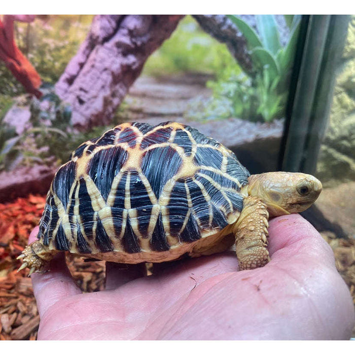 Burmese Star Tortoise (Geochelone platynota):Jungle Bob's Reptile World