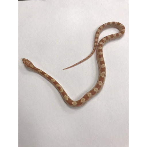 Butter Corn Snake:Jungle Bob's Reptile World