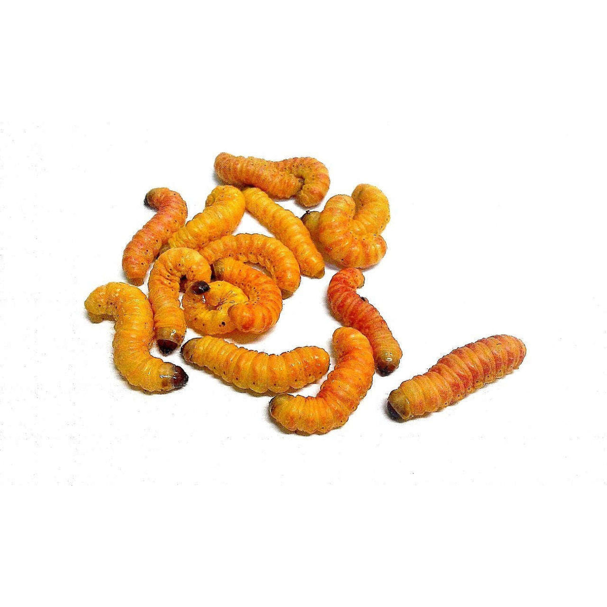 Butterworms Live Reptile Food Fish Bait — Jungle Bobs Reptile World