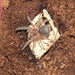 Chaco Gold Knee SLING (Grammostola pulchripes):Jungle Bob's Reptile World