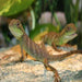 Chinese Water Dragon (Physignathus cocincinus):Jungle Bob's Reptile World