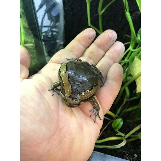 Chubby Frog(Kaloula pulchra):Jungle Bob's Reptile World