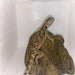 Bearded Dragons Citrus  (Juvenile-Sub Adult) (Pagona vitticeps):Jungle Bob's Reptile World