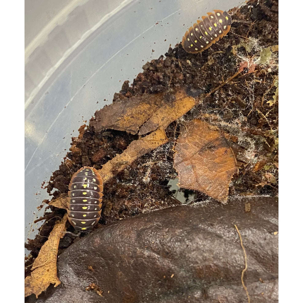 Isopods for sale near me Discover the Diversity of Isopods Available Locally Isopods for sale near me Discover the Diversity of Isopods Available Locally