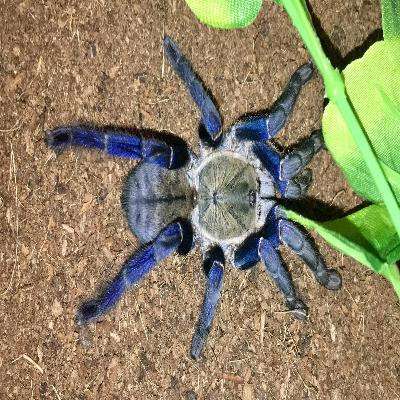 Cobalt Blue Tarantula Sling (Haplopelma lividum):Jungle Bob's Reptile World