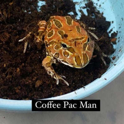 Coffee Pac Man Frog:Jungle Bob's Reptile World