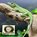 Cuban Knight Anole (Anolis equestris):Jungle Bob's Reptile World