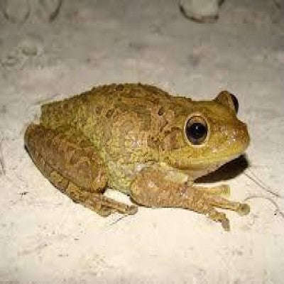 Cuban Tree Frog (Osteopilus septentrionalis):Jungle Bob's Reptile World