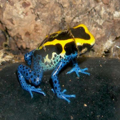 D. tinctorius Dart Frogs (assorted):Jungle Bob's Reptile World