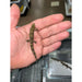 Bauer's Chameleon Gecko (CB Adult) (Eurydactylodes agricolae):Jungle Bob's Reptile World