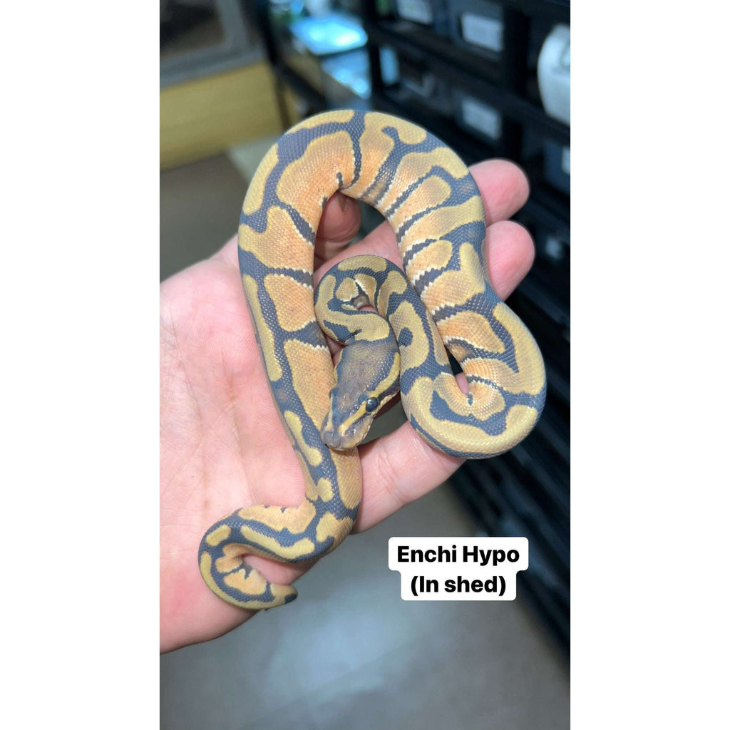 Ball Pythons for Sale — Jungle Bobs Reptile World