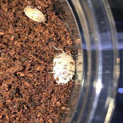 Isopods Dairy Cow (Porcellio laevis):Jungle Bob's Reptile World