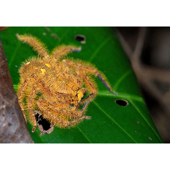 David Bowie Huntsman Spider (Heteropoda davidbowie):Jungle Bob's Reptile World