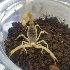 Desert Hairy Scorpion (Hadrurus arizonensis):Jungle Bob's Reptile World