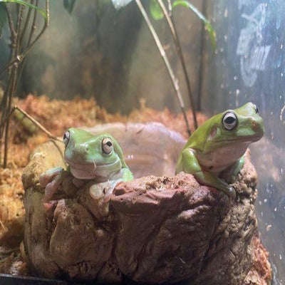 Dumpy Tree Frog (Litoria caerulea):Jungle Bob's Reptile World
