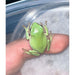 Dumpy Tree Frog "Snowflake":Jungle Bob's Reptile World