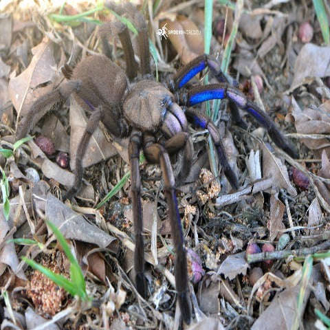 Electric Blue SLING (Chilobrachys spp):Jungle Bob's Reptile World