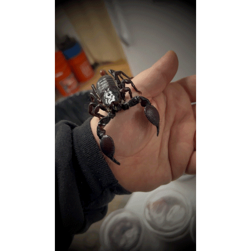 Emperor Scorpion (Pandinus viatoris):Jungle Bob's Reptile World