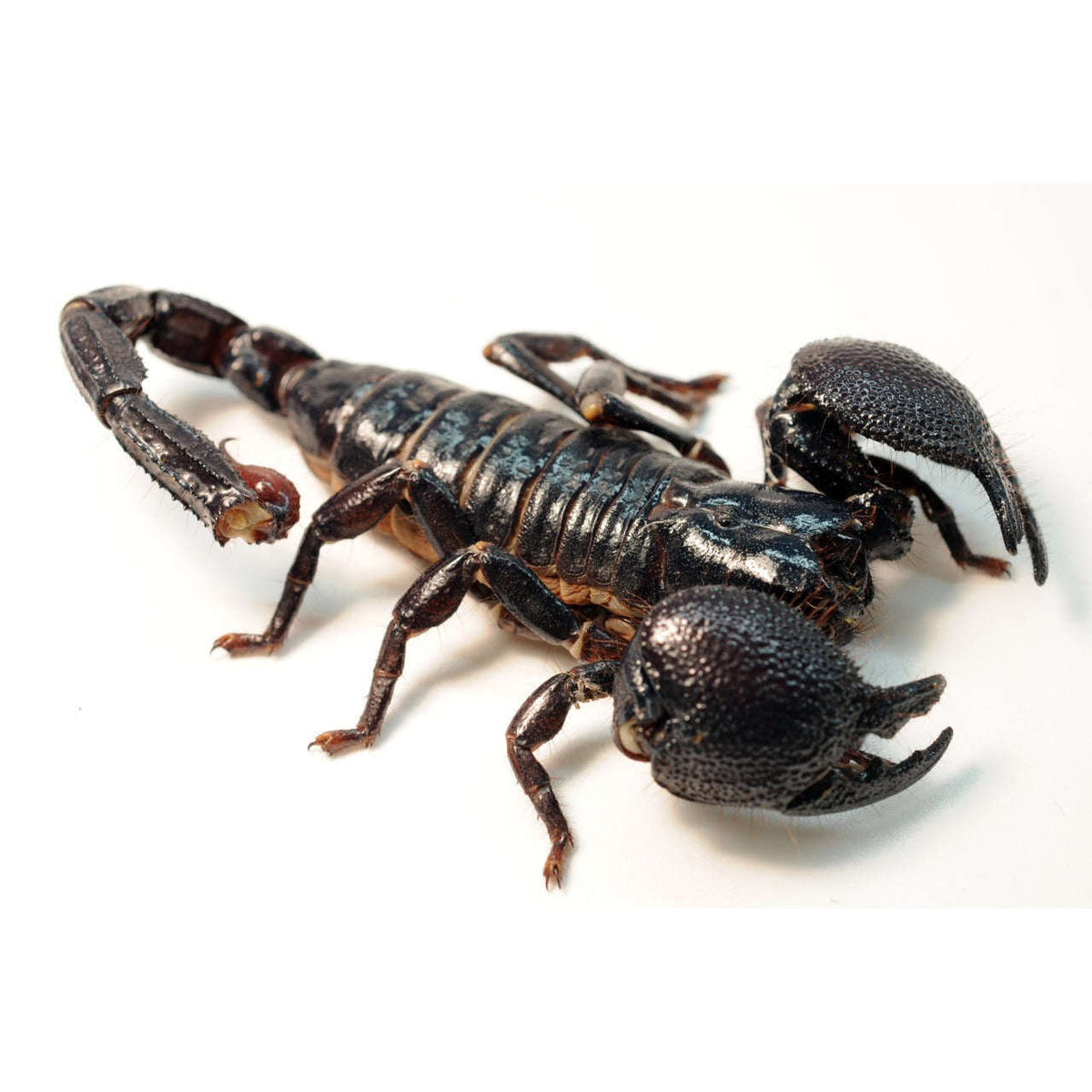 Emperor Scorpion (Pandinus imperator) — Jungle Bobs Reptile World