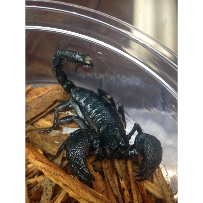 Emperor Scorpion (Pandinus imperator) — Jungle Bobs Reptile World Emperor Scorpion (Pandinus imperator) — Jungle Bobs Reptile World