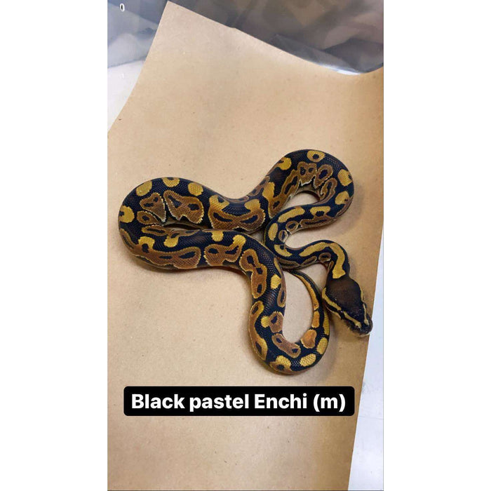 Enchi Black Pastel (Baby):Jungle Bob's Reptile World