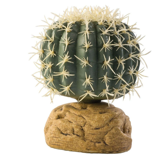 blue torch cactus psychedelic Pilosocereus Pachycladus (Blue Torch Cactus) – Kesslers Cacti main image 1