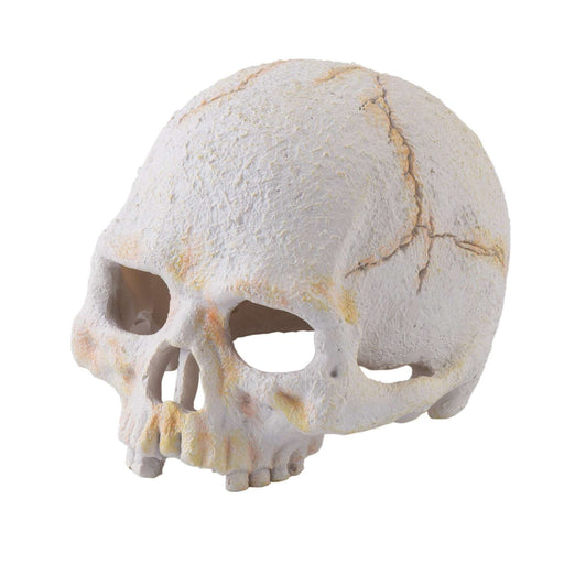 Exo Terra Primate Skull Small:Jungle Bob's Reptile World