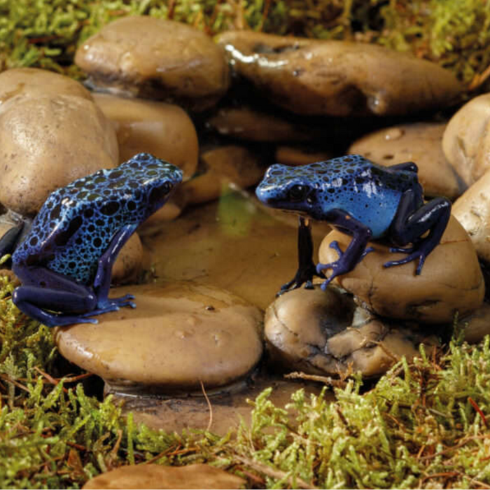 Exo Terra Frog Pond Water Bowl:Jungle Bob's Reptile World