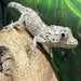 False Chameleon (Chamaeleolis barbatus):Jungle Bob's Reptile World