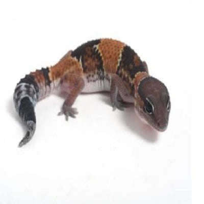 Fat Tail Gecko (Hemitheconyx caudicinctus):Jungle Bob's Reptile World