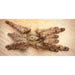 Feather Leg Baboon SLING (Stromatopelma calceatum):Jungle Bob's Reptile World