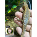 Armadillo Lizard:Jungle Bob's Reptile World