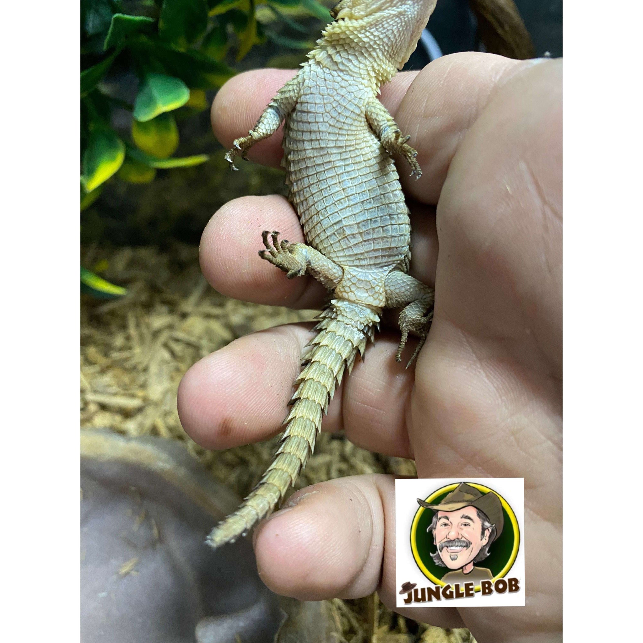 Other Lizards for Sale — Jungle Bobs Reptile World