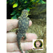 Armadillo Lizard:Jungle Bob's Reptile World