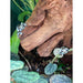 Frog Amazon Milk (Trachycephalus resinifictrix):Jungle Bob's Reptile World