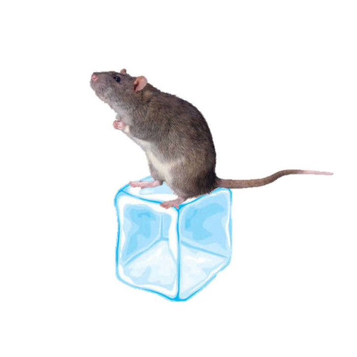 Frozen Feeder Rats (STORE PICKUP ONLY. NO SHIPPING) — Jungle Bobs
