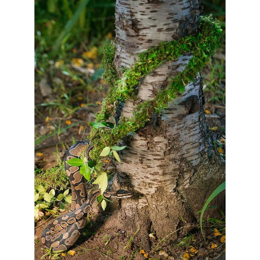 Galapagos Moss Vine 12':Jungle Bob's Reptile World