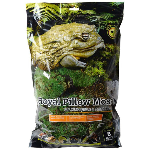 Galapagos Royal Pillow Moss:Jungle Bob's Reptile World