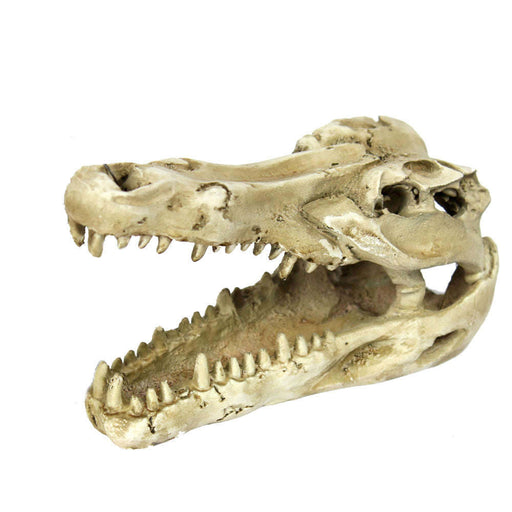 Gator Skull Reptile Hide by Jungle Bob 5”x 3”x 2”:Jungle Bob's Reptile World
