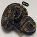 GHI Ball Python:Jungle Bob's Reptile World