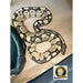 Ghost (Hypo) Ball Python:Jungle Bob's Reptile World